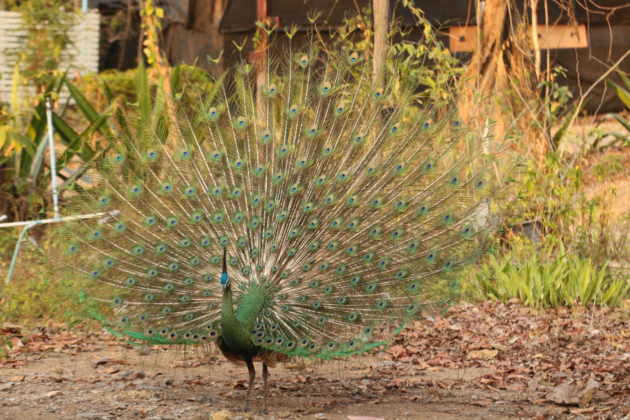 NATHA x KALM 'Save Green Peafowl' Tote Bag